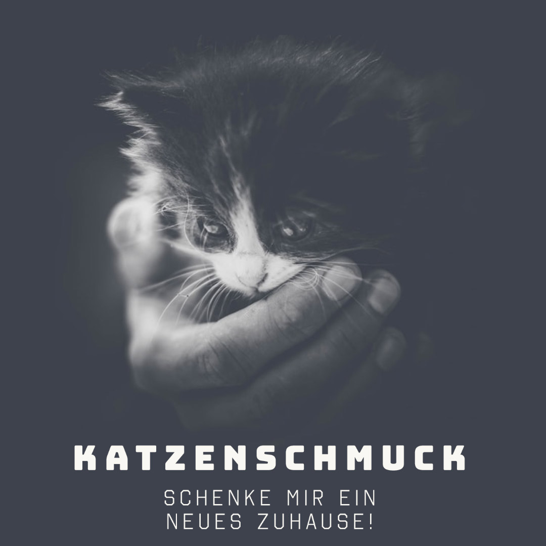 katzen-babys-kaufen-monkimau